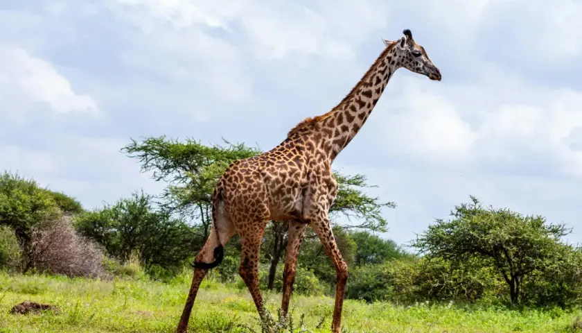 Eine Giraffe schreitet durch die Savanne. Das Wetter in Kenia im November ist sonnig mit einigen Wolken.