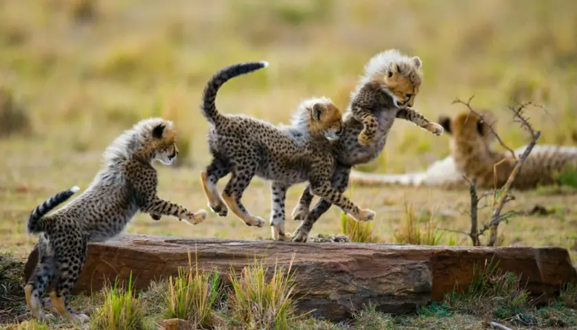 Drei Gepardenbabys tollen ausgelassen auf einem Baumstamm herum. Ein perfekter Moment für eine Safari in Afrika.