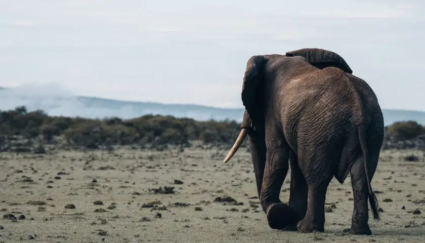 Ein Elefant wandert durch die weiten Ebenen der kenianischen Nationalparks.
