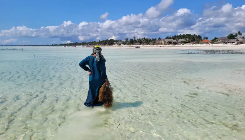 Frau mit Seetang im flachen Wasser vor der Küste von Sansibar im Juni.