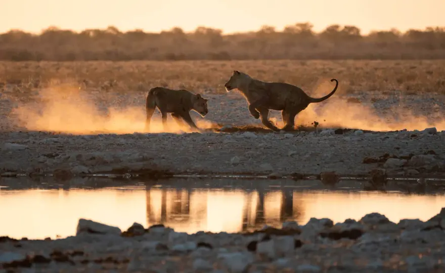Okaukuejo Wasserloch Etosha - Besser als du denkst?