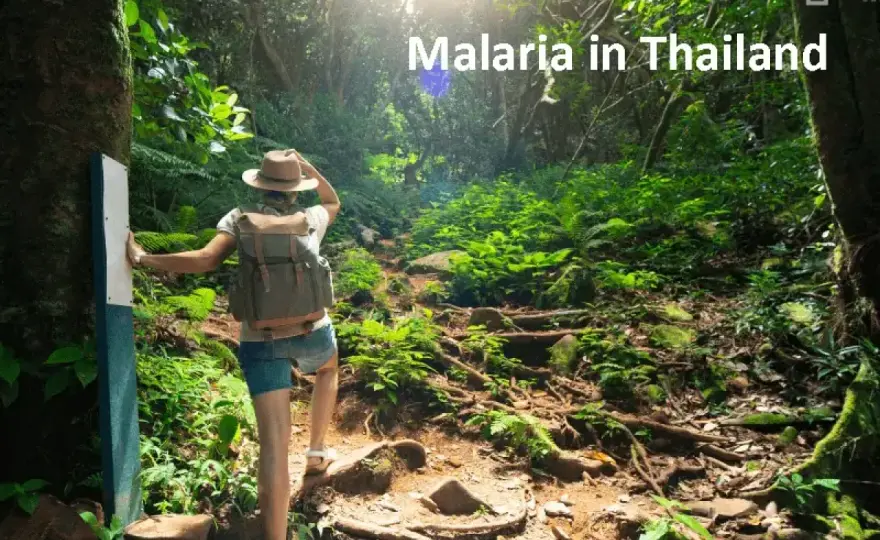 Malariarisiko Thailand - Wann Prophylaxe wirklich nötig ist