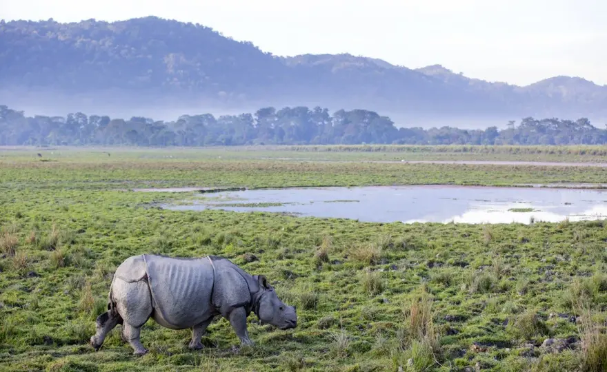 Indiens Natur erleben: Parks, Tiere & beste Reisezeit