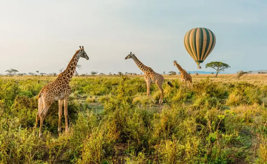 Wilpattu Nationalpark: Safari planen – Ruhe & echte Wildnis