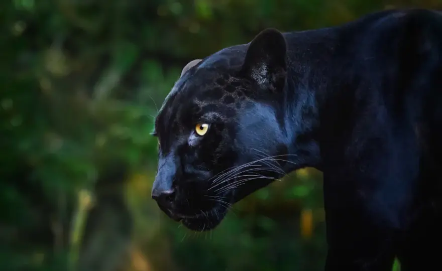 Schwarzer Jaguar - Wo & wie du ihn in der Wildnis siehst