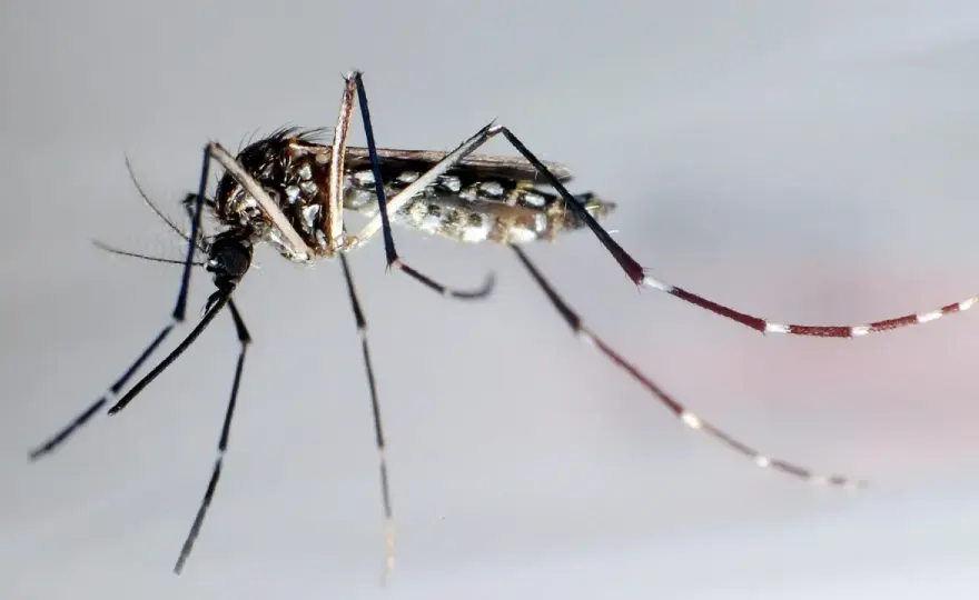 Zika in Costa Rica - Risiko, Schutz & was wirklich zählt