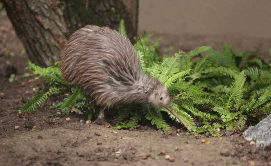 Neuseelands Tierwelt entdecken - Kiwi, Kea & Co. sehen