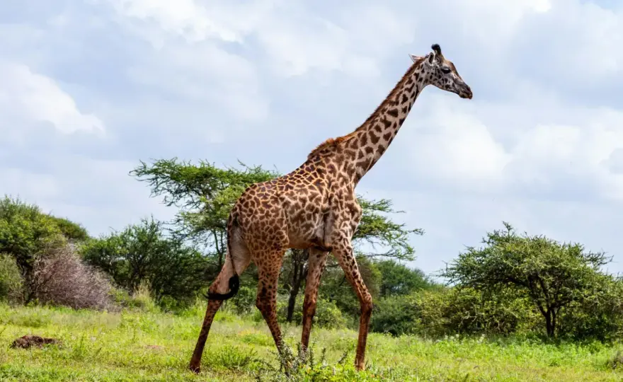Kenia im November - Ist Regenzeit ein Problem?