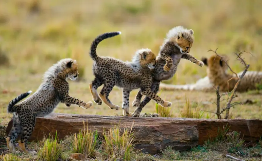 Afrika Safari planen - So wird deine Wildbeobachtung perfekt