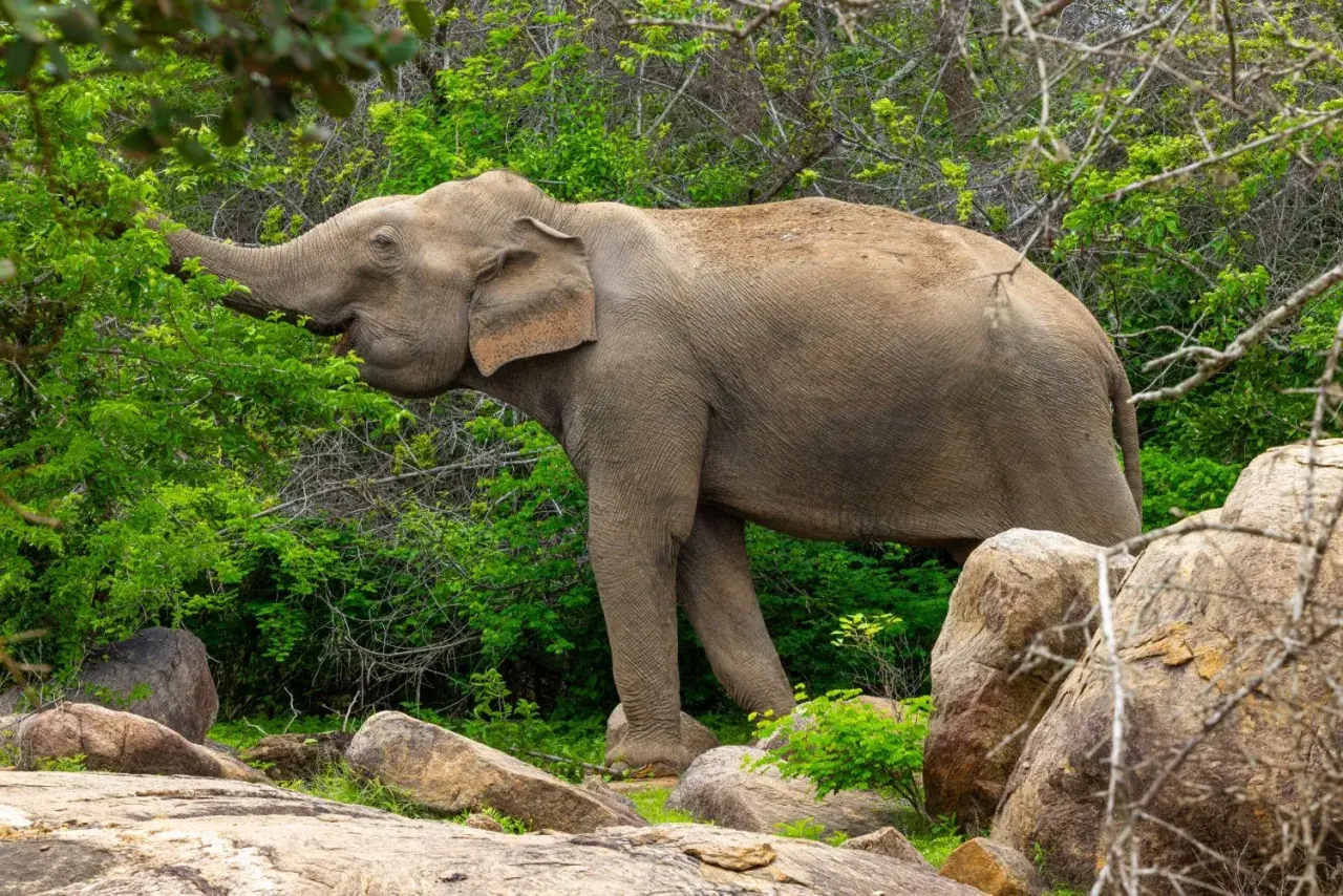 Ein Elefant frisst Blätter in Sri Lanka. Die majestätischen sri lanka elefanten sind ein Symbol für die Insel.