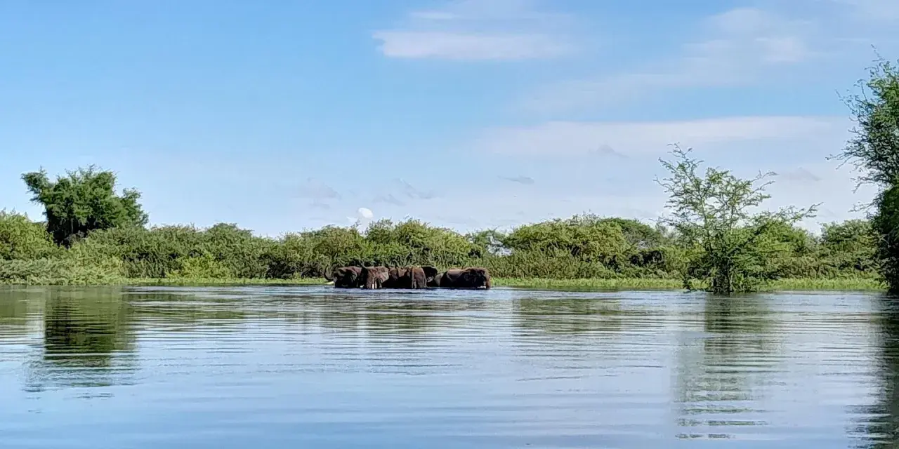 Elefanten durchqueren einen Fluss im Caprivi-Streifen.