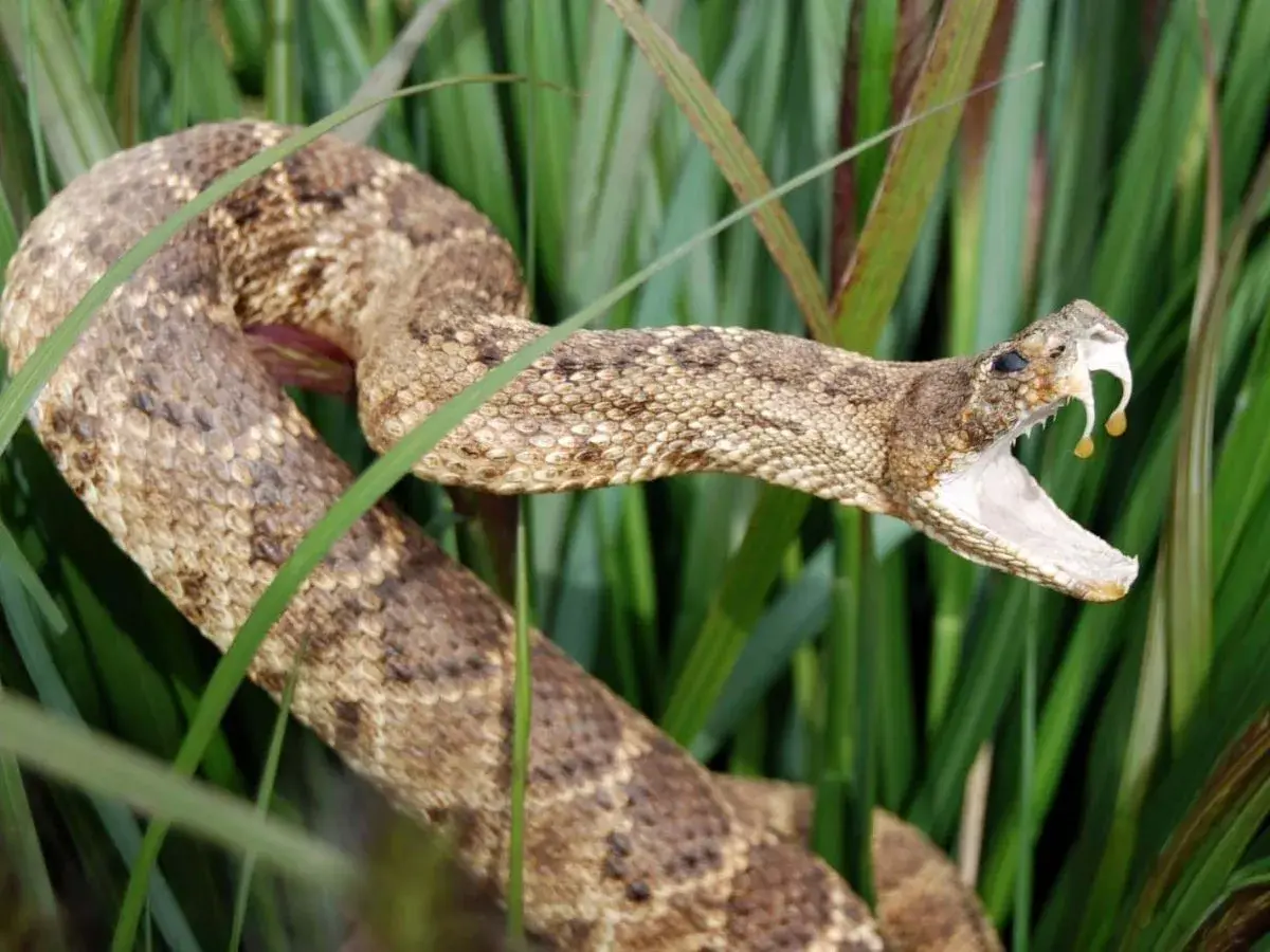 Eine Giftschlange mit geöffnetem Maul und Tropfen aus ihrem Gift, versteckt im hohen Gras. Die Dominikanische Republik ist bekannt für ihre vielfältige Tierwelt, darunter auch Schlangen.