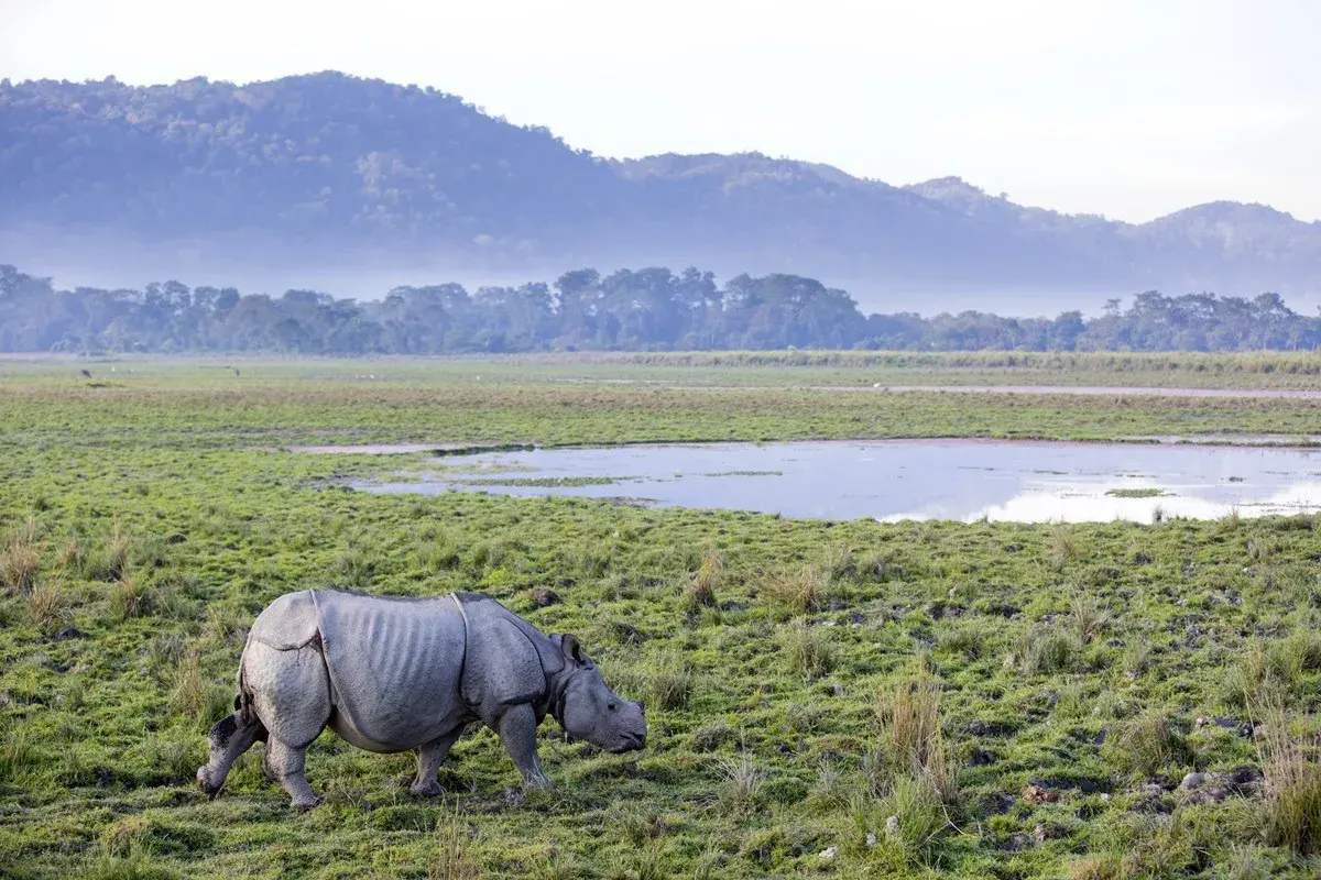 Ein Nashorn grast in der weiten, grünen Landschaft Indiens. Berge und Nebel im Hintergrund.