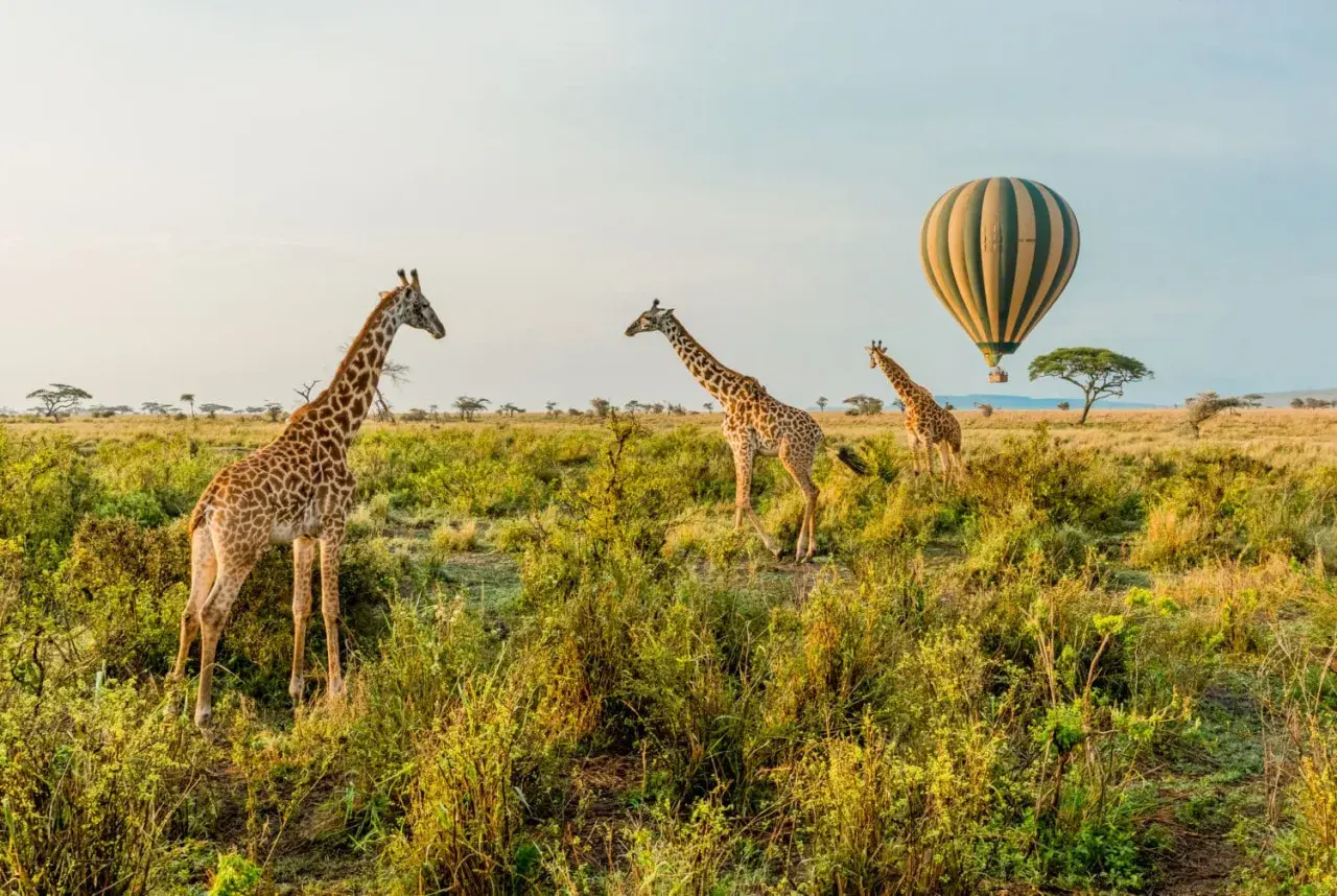 Giraffen im Wilpattu Nationalpark, während ein Heißluftballon über die Savanne schwebt.