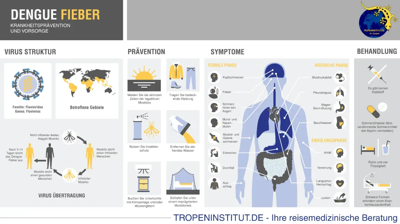 Infografik zu Dengue-Fieber: Symptome, Übertragung, Prävention und Behandlung. Betroffene Gebiete weltweit, auch in Australien.