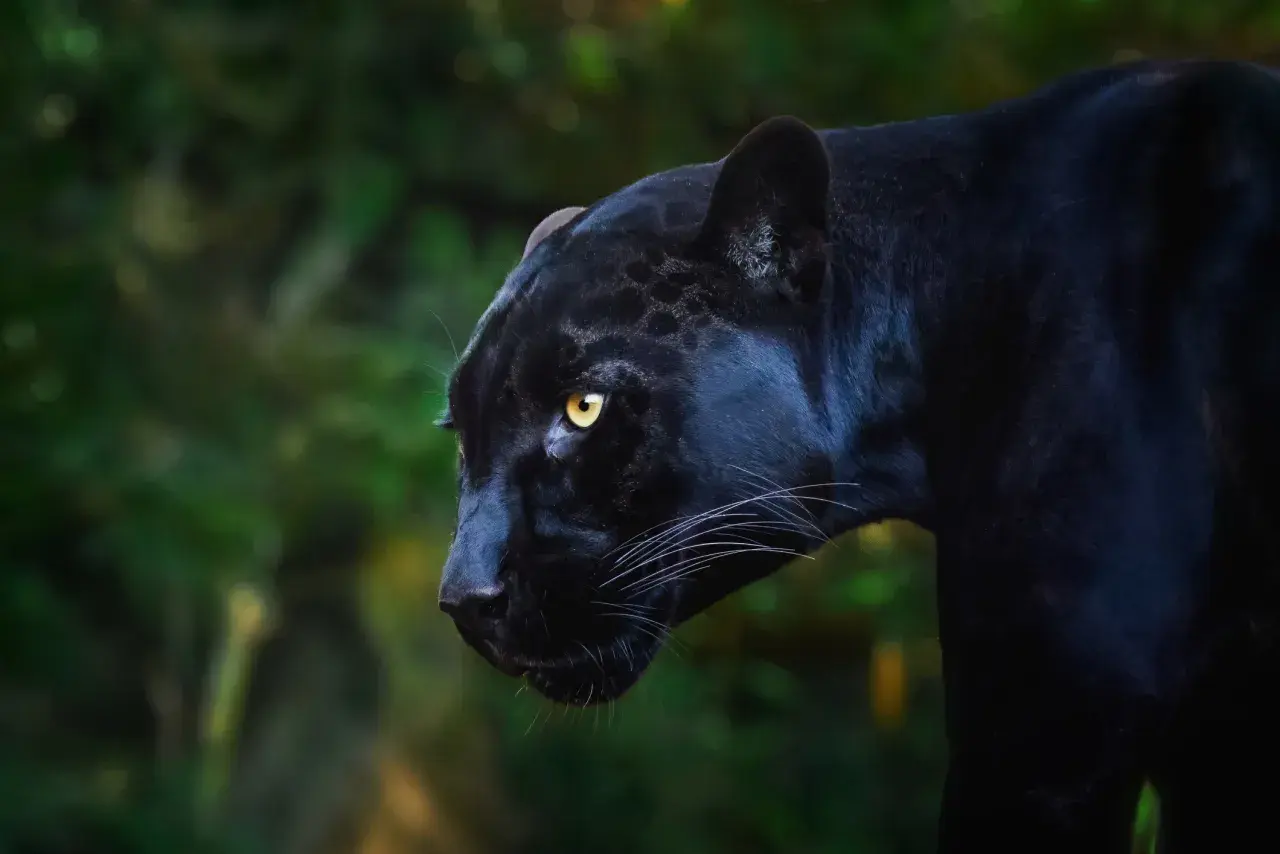 Ein majestätisches schwarzes Jaguar-Tier mit leuchtend gelben Augen blickt aufmerksam in die Ferne.