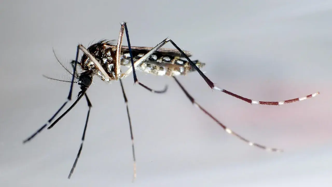 Nahaufnahme einer Mücke, die den Costa Rica Zika-Virus übertragen kann.