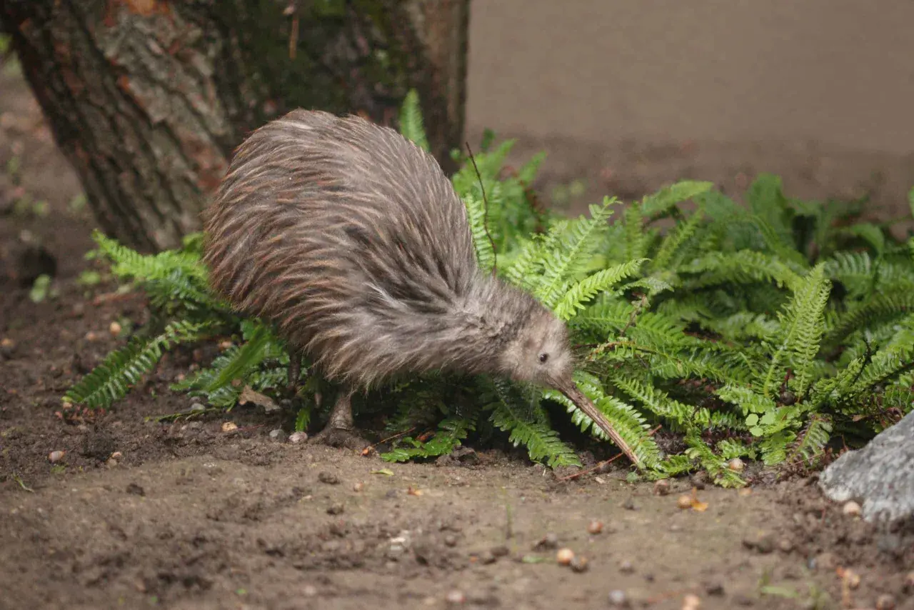 Ein Kiwi, eines der einzigartigen Tiere in Neuseeland, sucht zwischen Farnen nach Nahrung.