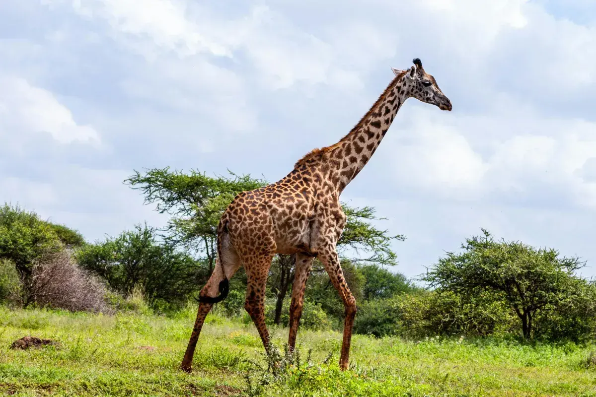 Eine Giraffe schreitet durch die Savanne. Das Wetter in Kenia im November ist sonnig mit einigen Wolken.