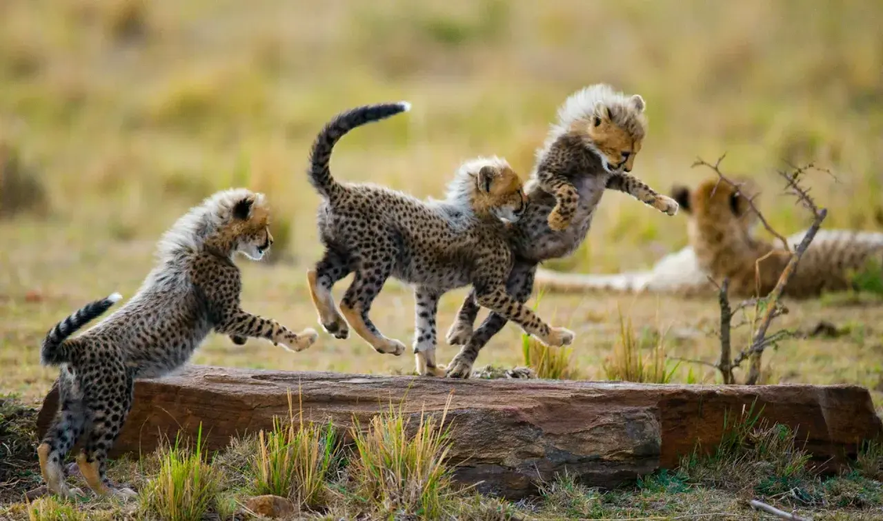 Drei Gepardenbabys tollen ausgelassen auf einem Baumstamm herum. Ein perfekter Moment für eine Safari in Afrika.