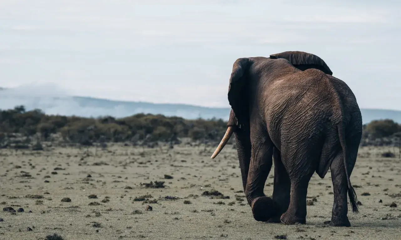 Ein Elefant wandert durch die weiten Ebenen der kenianischen Nationalparks.
