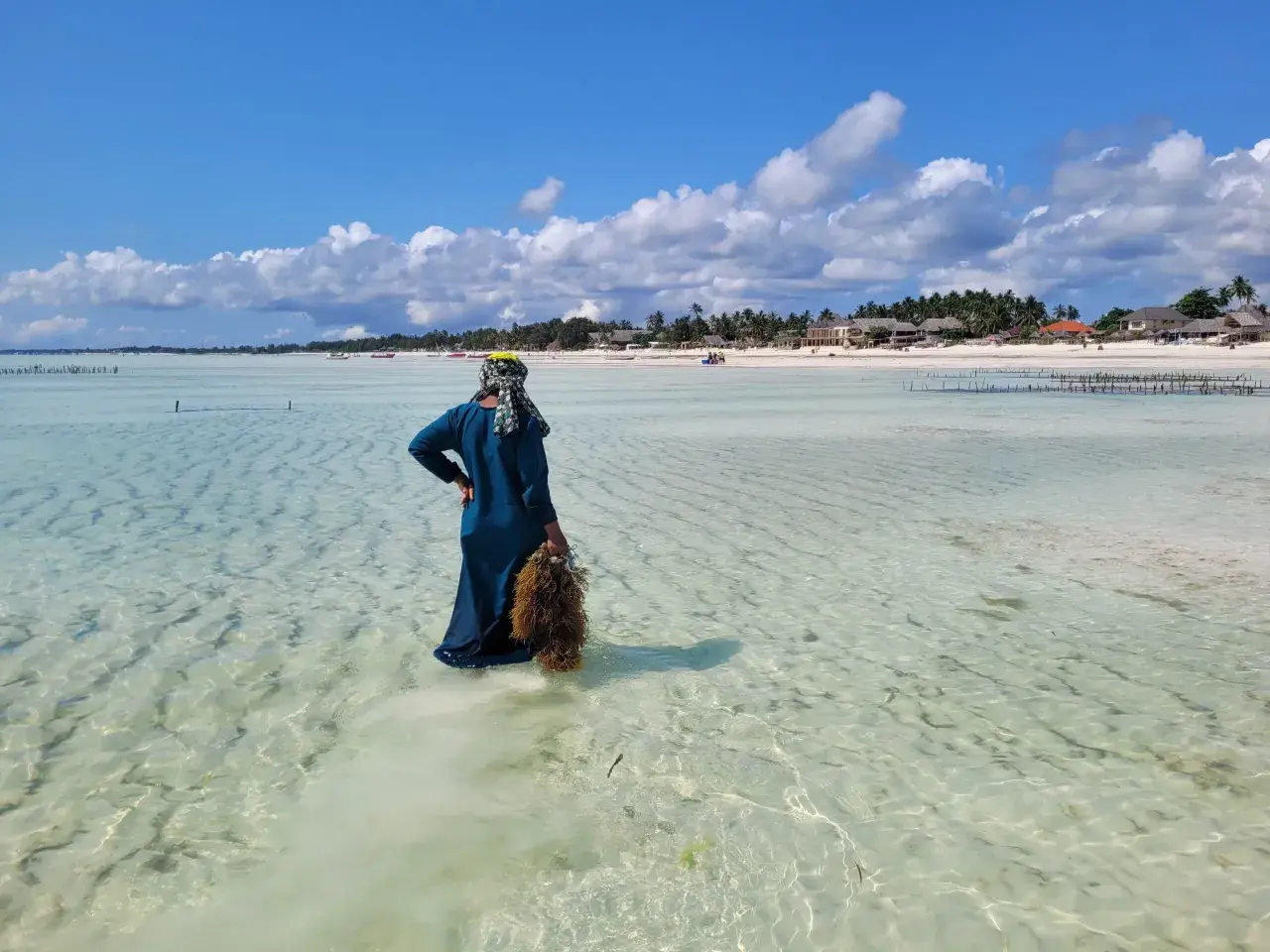 Frau mit Seetang im flachen Wasser vor der Küste von Sansibar im Juni.