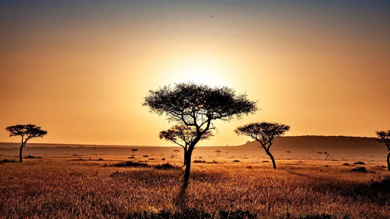 Sonnenuntergang in Kenia im September. Akazienbäume ragen silhouettenhaft aus trockenem Gras hervor.