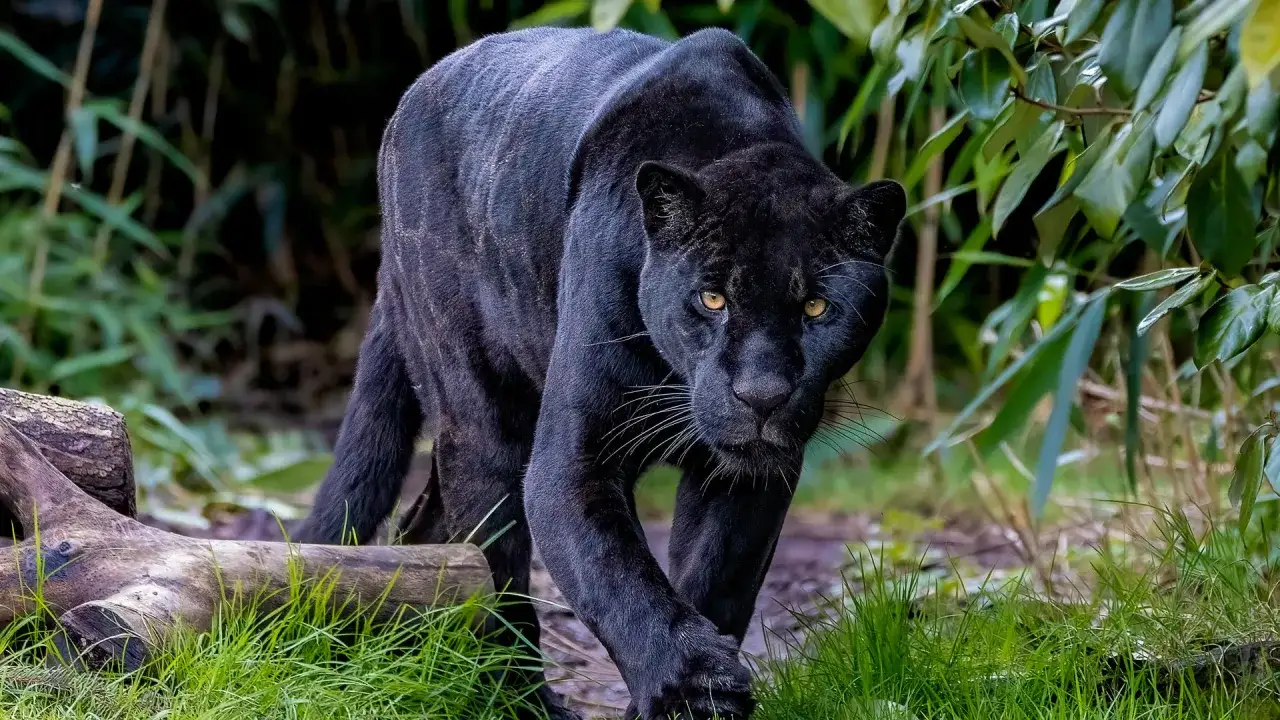 Ein majestätischer schwarzer Jaguar schleicht durch üppiges Grün. Sein Fell glänzt, die gelben Augen fixieren den Betrachter.