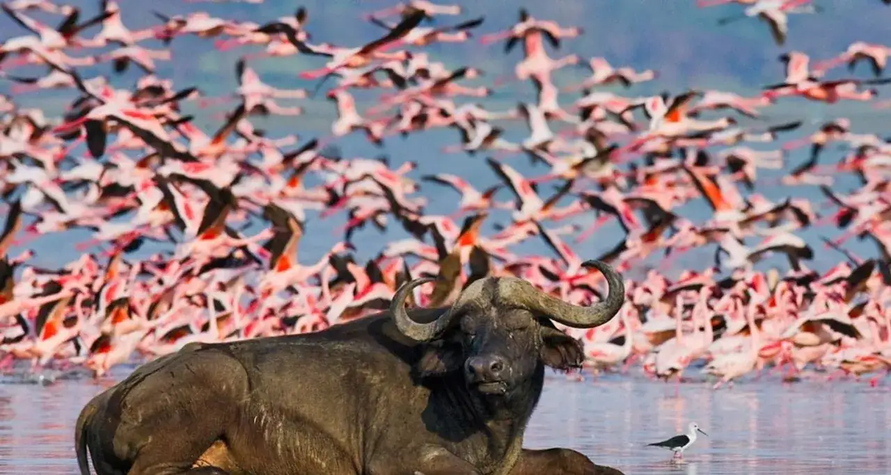 Ein Büffel ruht im Wasser des Lake Naivasha, während ein Schwarm Flamingos über ihm fliegt. Ein kleiner Vogel steht am Ufer.