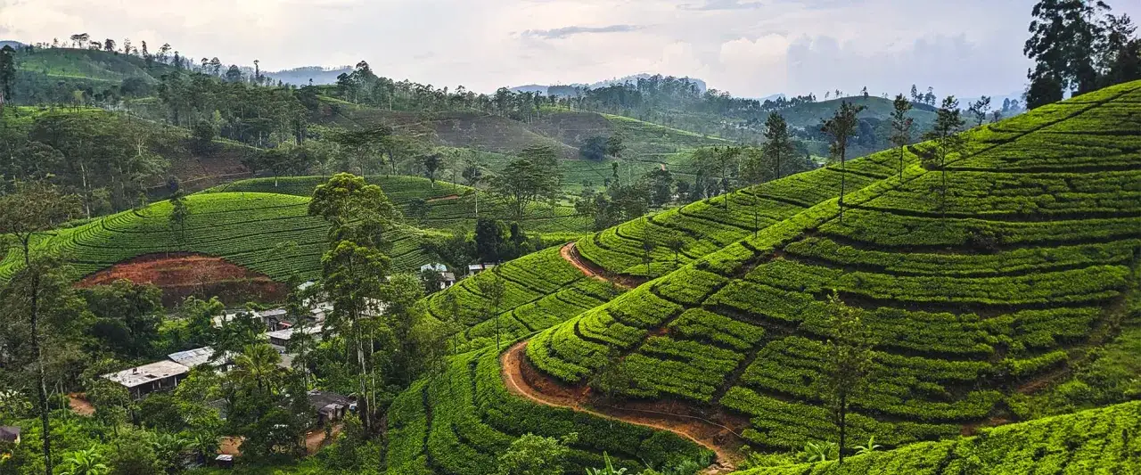 Grüne Teeplantagen schlängeln sich über die Hügel eines Berg Sri Lanka. Kleine Häuser sind zwischen den üppigen Terrassen versteckt.