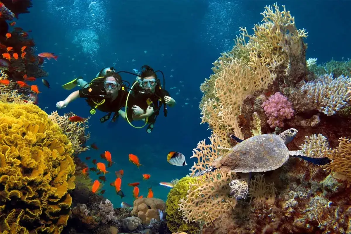 Zwei Taucher erkunden bunte Korallenriffe und schwimmen neben einer Meeresschildkröte. Ein unvergessliches Erlebnis beim Tauchen Bali.