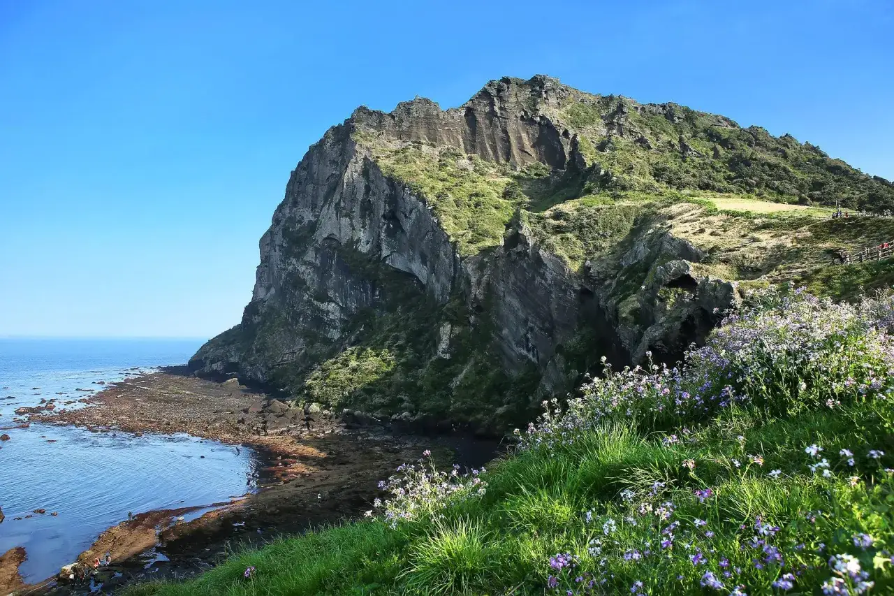 Steile Felsen und &uuml;ppiges Gr&uuml;n pr&auml;gen die K&uuml;ste der Jeju Insel. Kleine lila Blumen bl&uuml;hen am Hang.