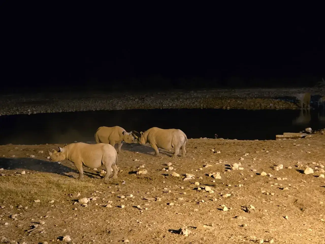 Drei Nashörner am Okaukuejo Wasserloch in der Nacht. Ein weiteres Nashorn trinkt im Hintergrund.