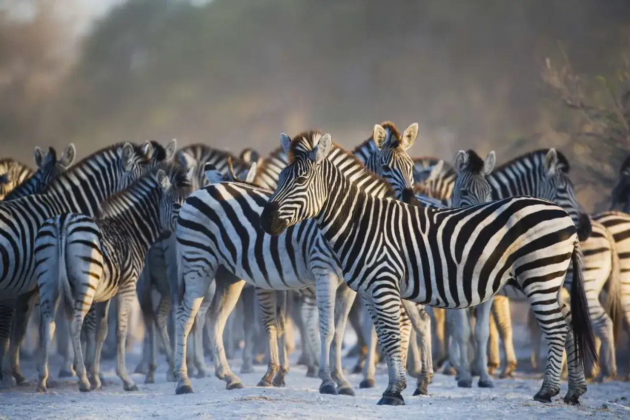 Eine Herde Zebras steht eng beieinander, ein unvergesslicher Anblick auf einem Safari-Abenteuer in Afrika.