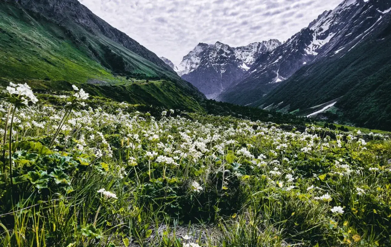Wiesen voller weißer Blumen im indischen Himalaya. Grüne Hänge und schneebedeckte Gipfel bilden eine atemberaubende Kulisse für diese unberührte indien natur.