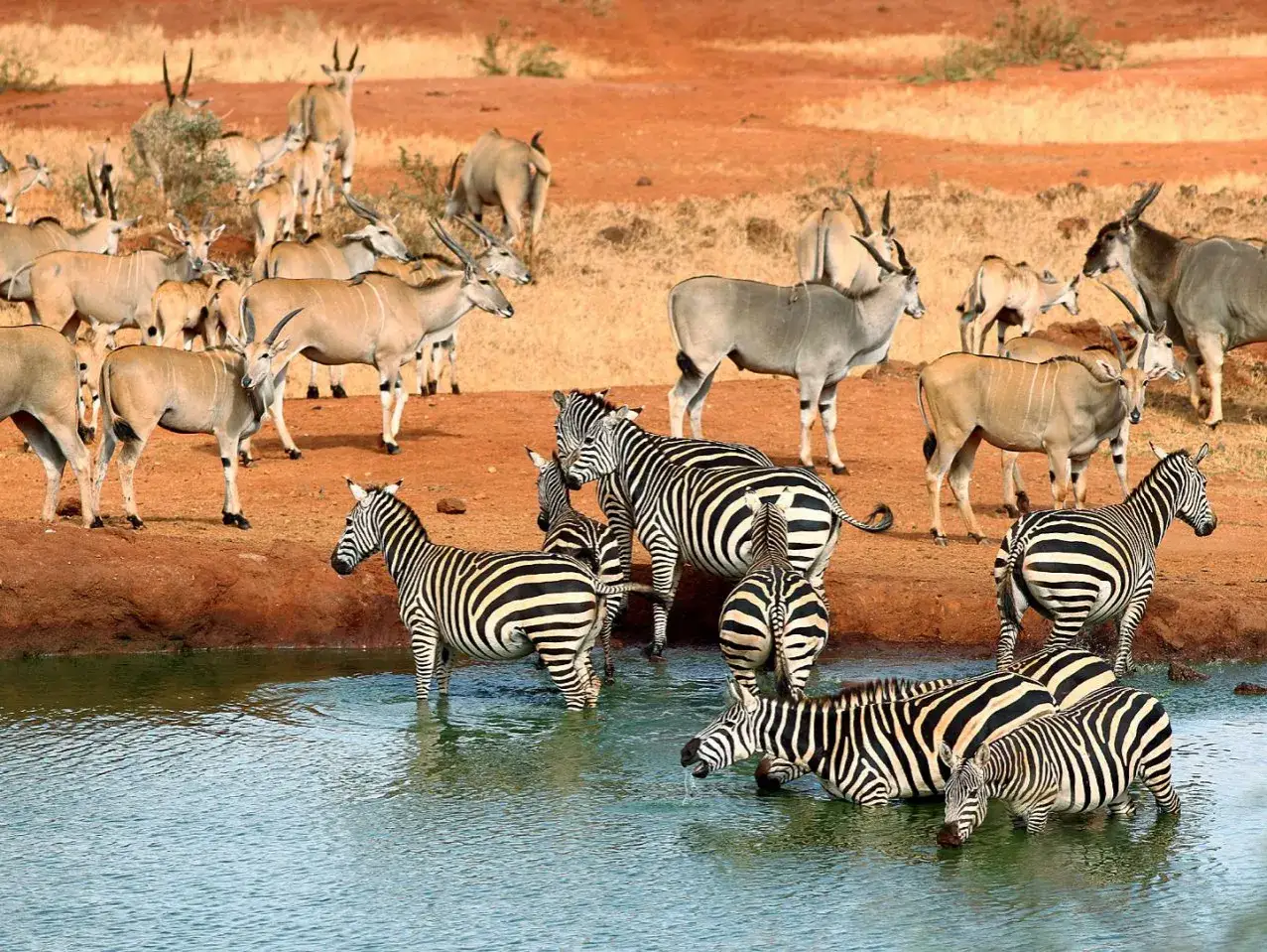 Zebras trinken am Wasserloch im Tsavo Nationalpark, w&auml;hrend Antilopen im Hintergrund grasen.