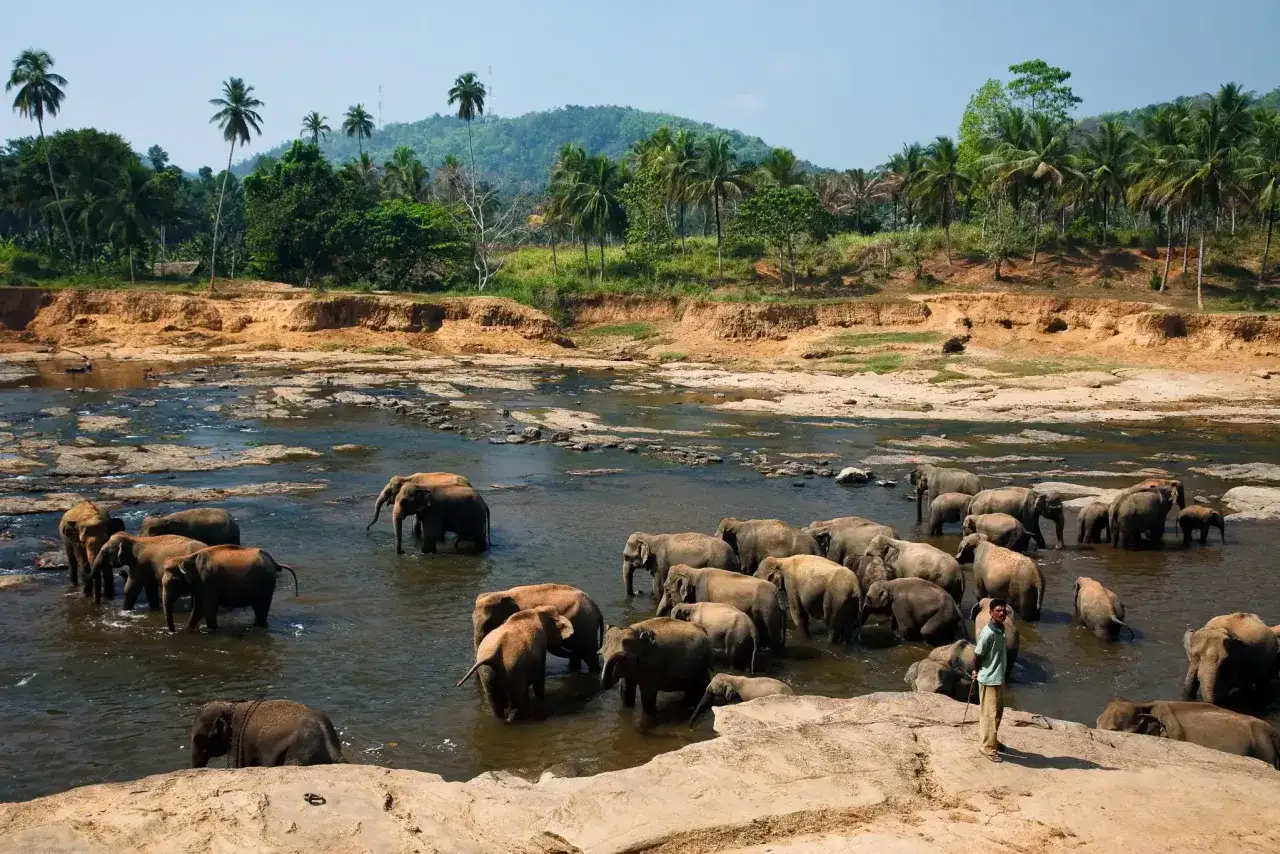 Herde Elefanten im Fluss, Wilpattu Nationalpark. Ein Mann steht am Ufer.