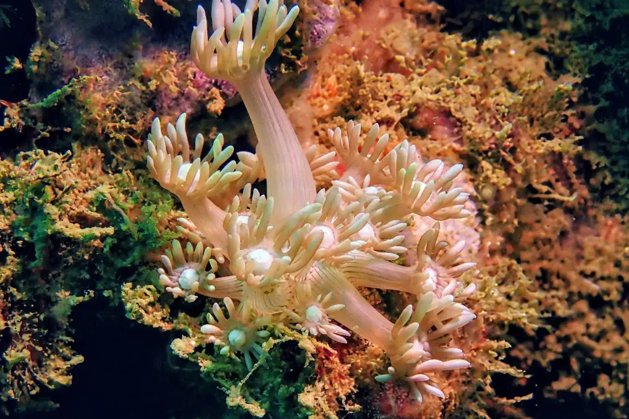 Ein Korallenpolyp mit vielen Tentakeln, der beim Vietnam Tauchen entdeckt wurde.