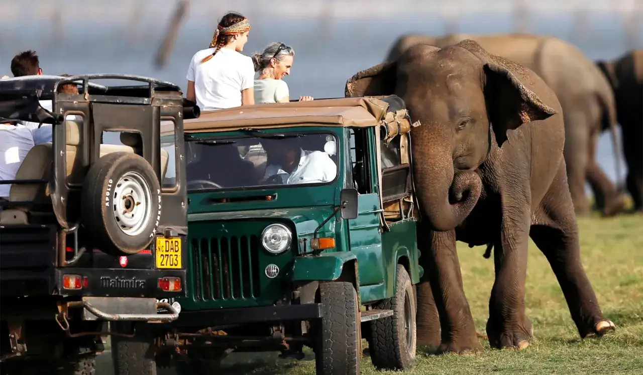 Ein Elefant in Sri Lanka nähert sich neugierig einem Safari-Jeep mit Touristen.