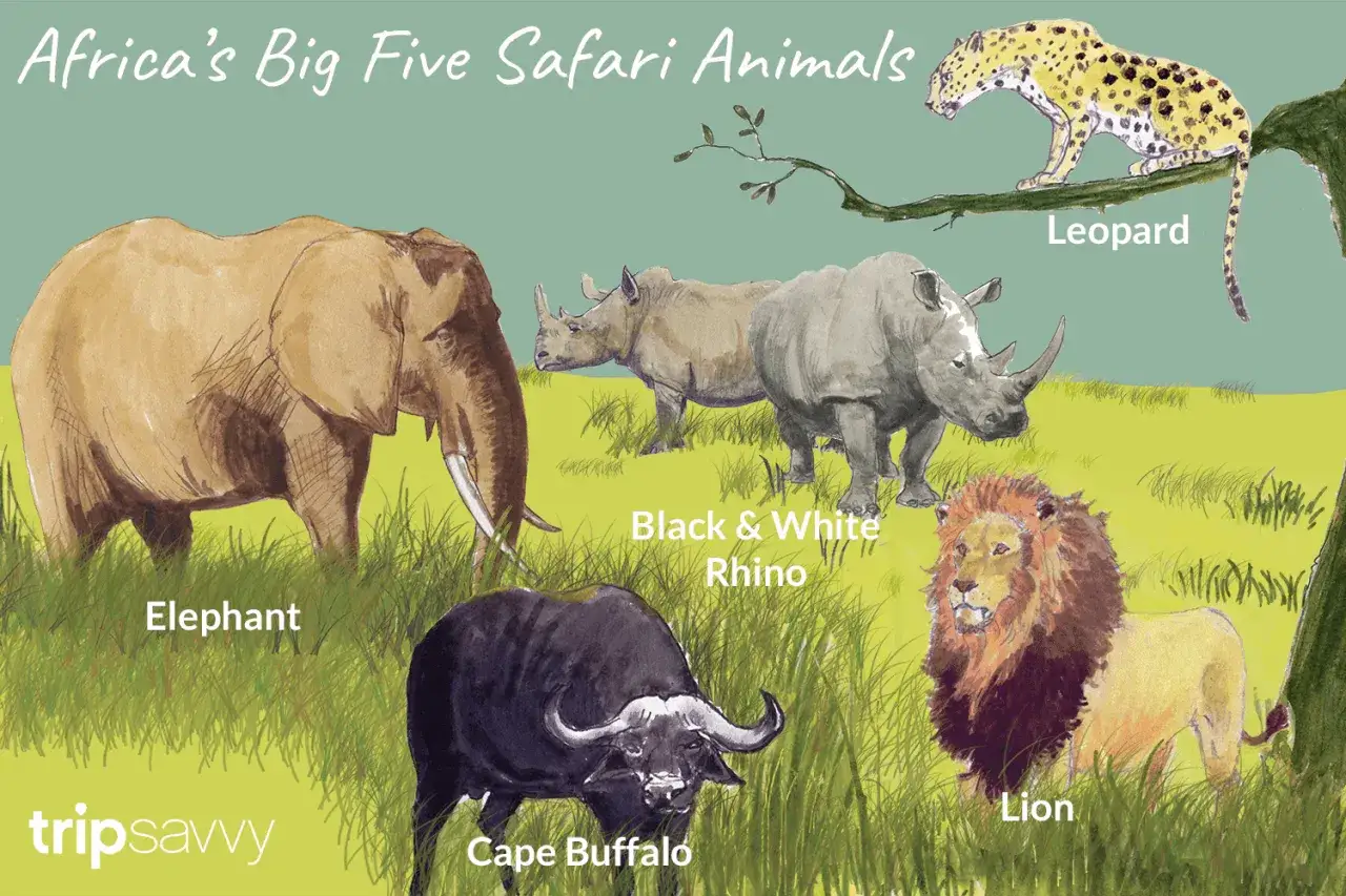 Illustration zeigt Afrikas Big Five: Elefant, Nashörner, Büffel, Löwe und Leopard. Ein Traum für jede Safari!