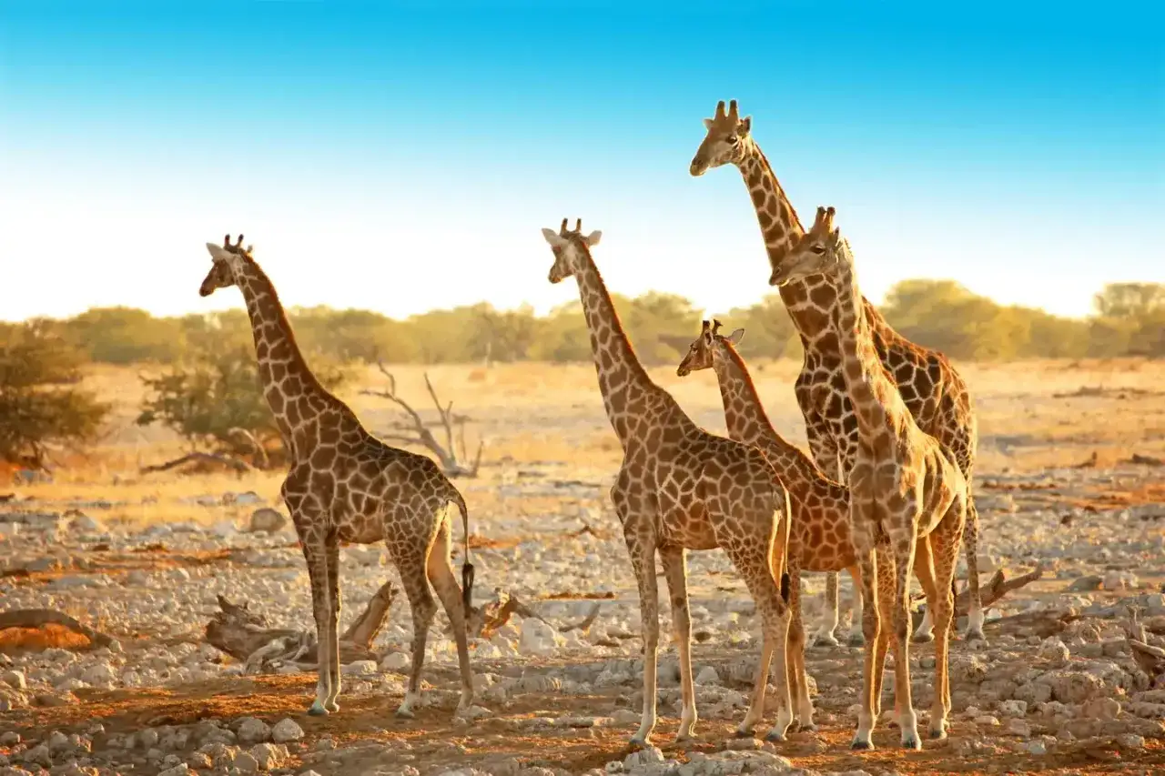 Giraffenherde in Namibia im April. Das Wetter ist sonnig und warm, ideal für die Tiere.
