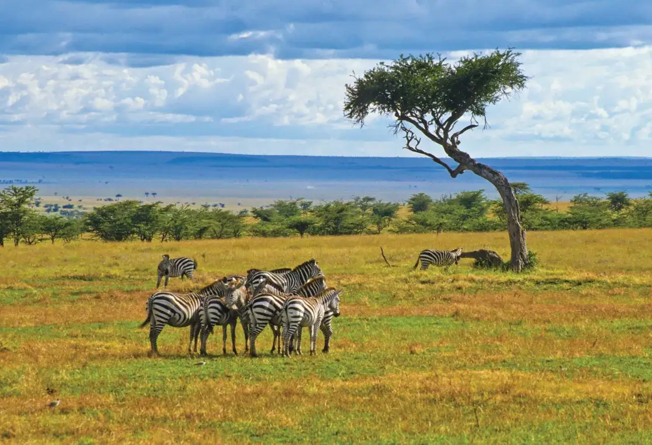 Zebras grasen in den kenianischen Nationalparks unter einem Akazienbaum.