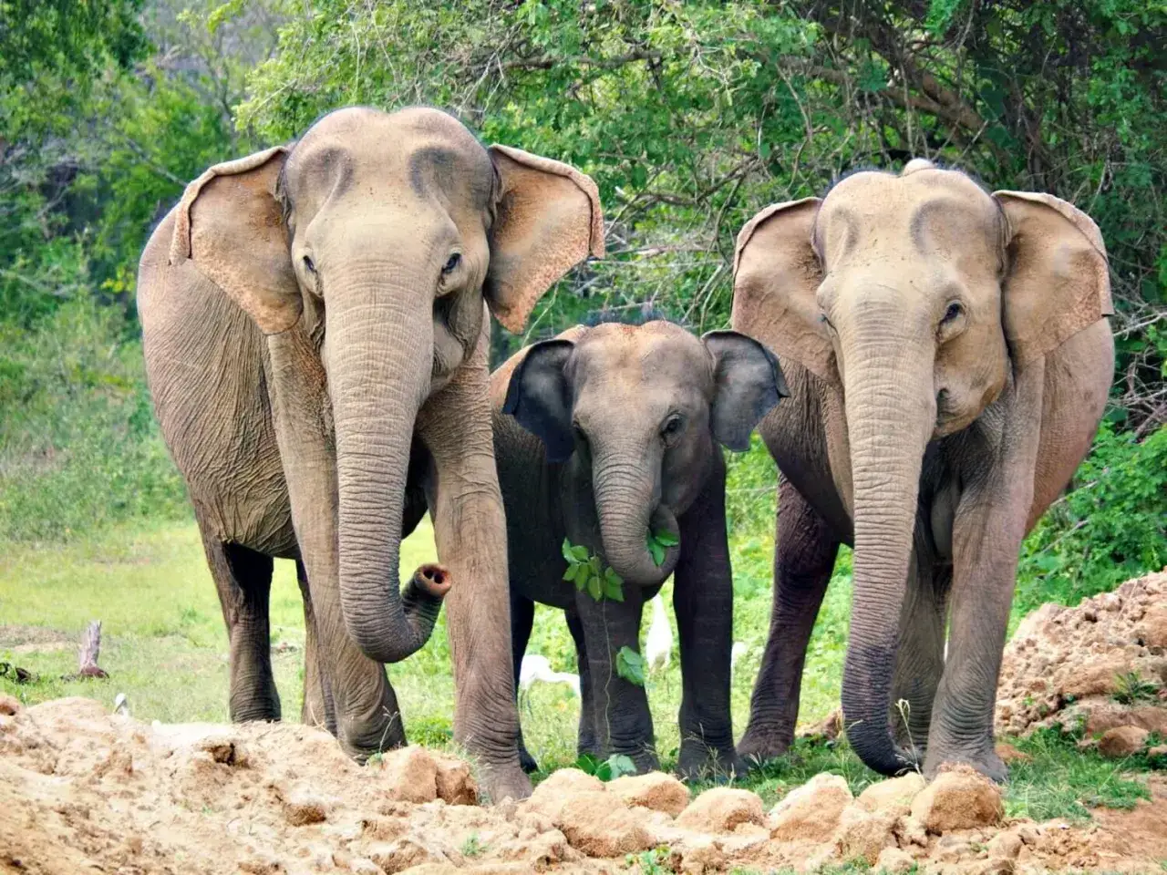 Drei Elefanten, zwei erwachsene und ein Jungtier, im Yala Nationalpark Sri Lanka. Das Jungtier frisst Bl&auml;tter.