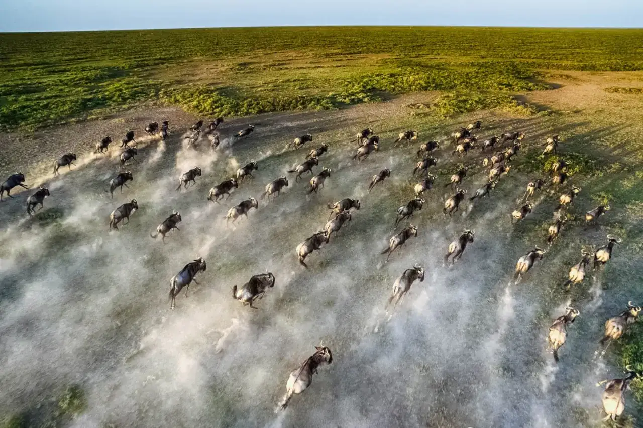 Eine riesige Herde Gnus rennt über die Savanne. Dies ist die Serengeti, wo ist die Serengeti? Hier, in dieser atemberaubenden Tierwanderung.