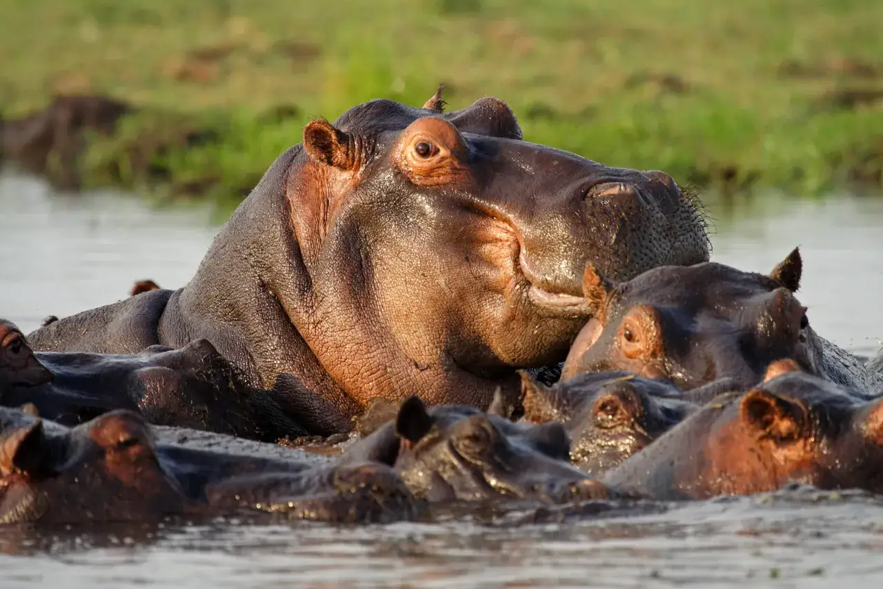 Eine Gruppe Flusspferde im Wasser, ihre Köpfe ragen heraus. Die Haut der Tiere schimmert im Licht, einige haben feine Caprivi Streifen.