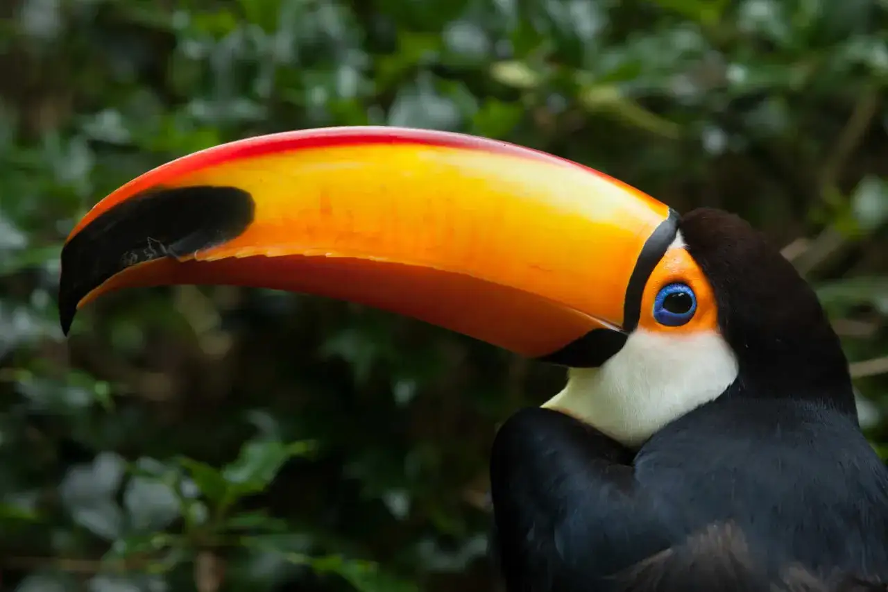 Ein Tukan mit leuchtend gelbem Schnabel und blauem Auge im Amazonas von Peru.