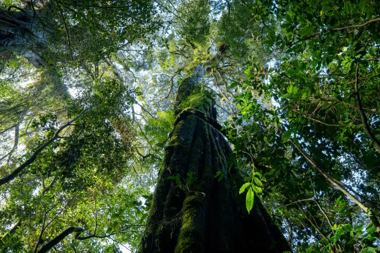Blick nach oben in einen üppigen Regenwald. Der Stamm eines riesigen, moosbewachsenen Baumes ragt empor. Das Wetter in Costa Rica im Dezember ist oft feucht und grün.