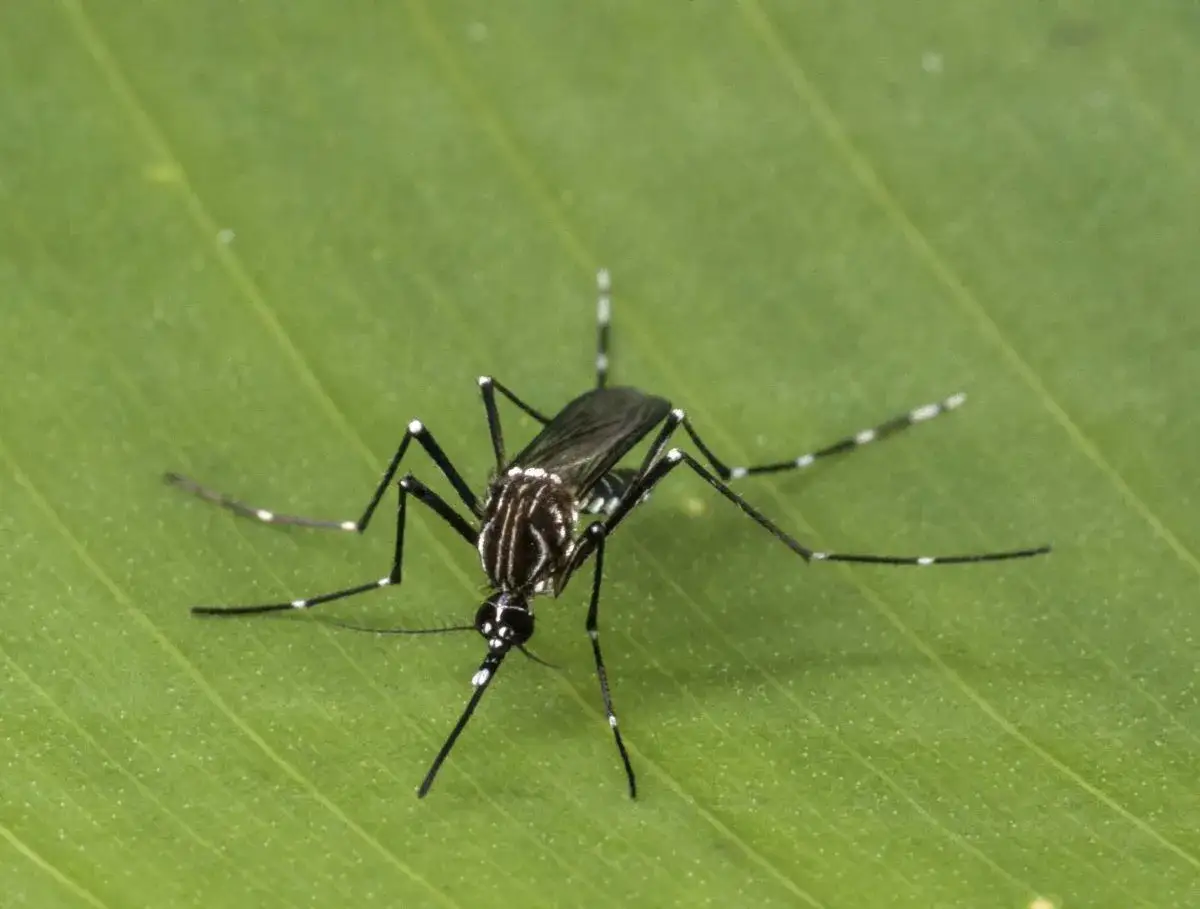 Gestreifter Moskito auf Blatt. Diese Art kann Dengue-Fieber in Australien übertragen.