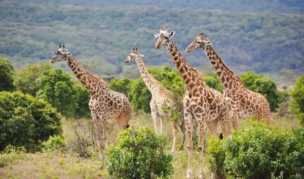 Vier Giraffen stehen in der Savanne Tansanias. Das Wetter im Februar ist angenehm, ideal für die Tierbeobachtung.