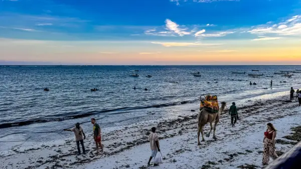Kenia: Kamelritt am Strand, Menschen baden im Meer. Die beste Reisezeit für Safari und Baden ist jetzt!